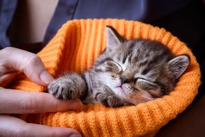 kitten waking