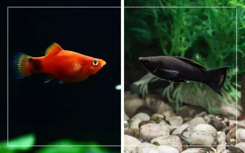 platy fish vs molly fish