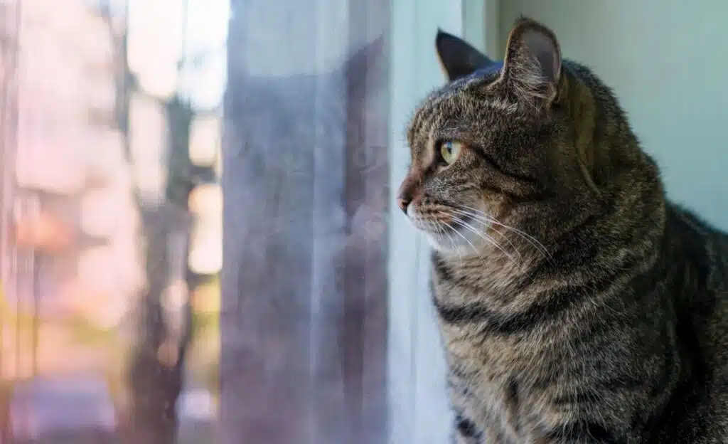 sad cat looking at window