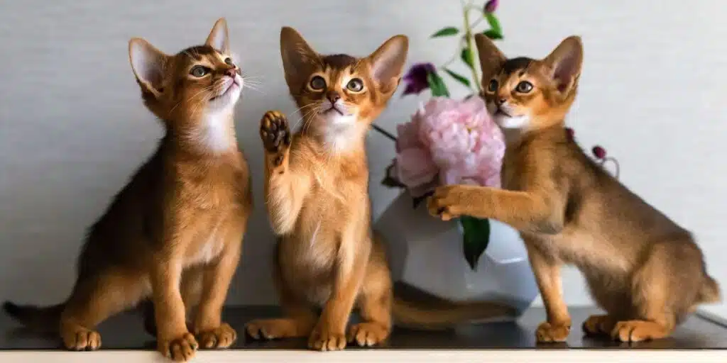 Abyssinian kittens play compressed