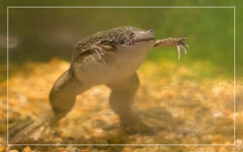 african clawed frog