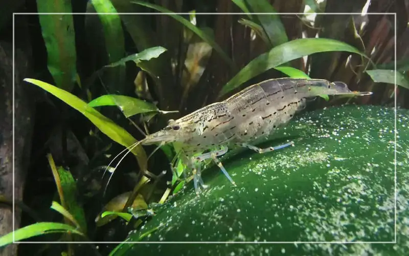 amano shrimp eat hair algae