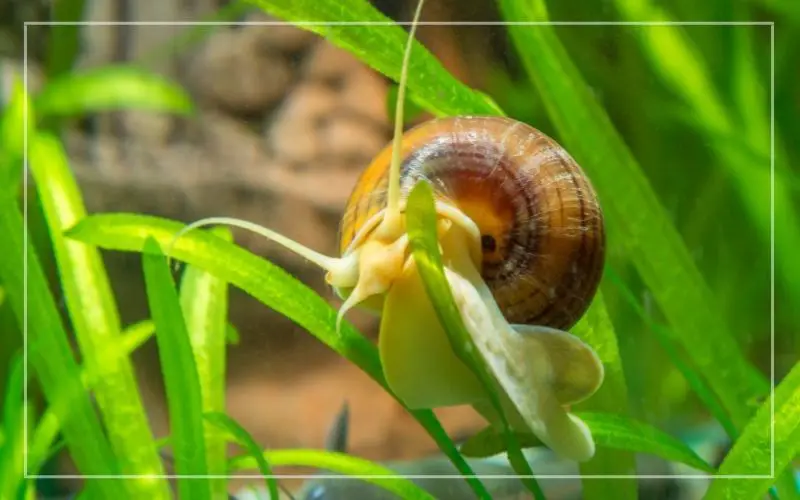 apple snail eat aquarium plants