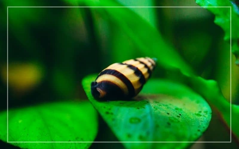 aquarium snails eat live plants