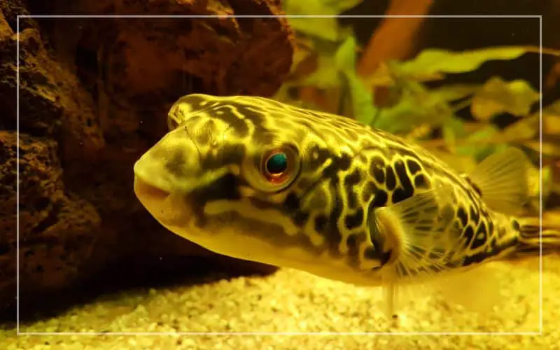 best freshwater pufferfish