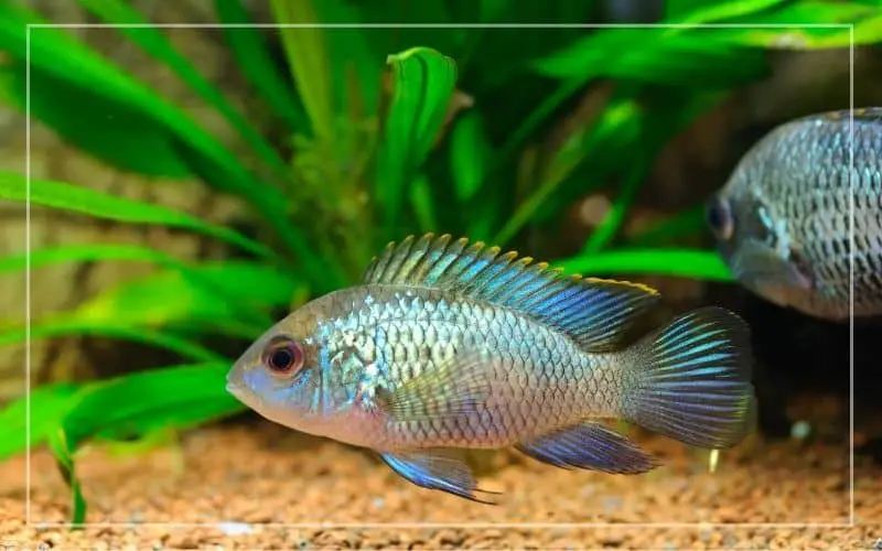blue acaras in planted tank