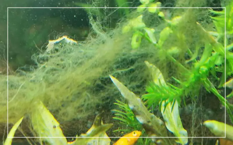 brown hair algae freshwater aquarium