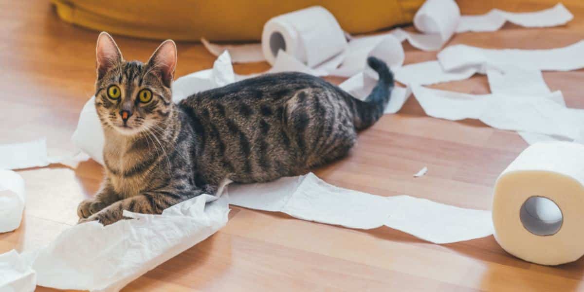 Wie Bringe Ich Meine Katze Dazu, Mit Etwas Aufzuhören? - Pet Yolo Pet YOLO