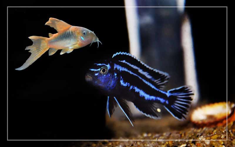 corydoras with african cichlids