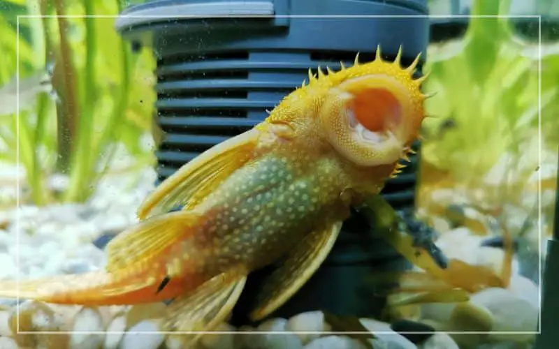 fish hiding behind filter