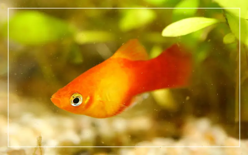 golden red platy fish