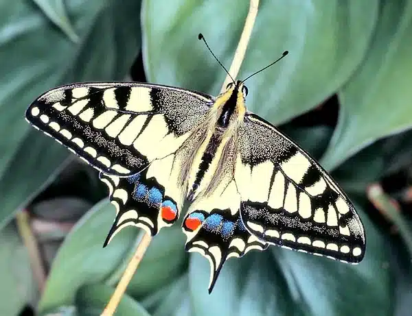 jpg Il Macaone Papilio machaon e la piu bella farfalla Italiana c Giuseppe Mazza