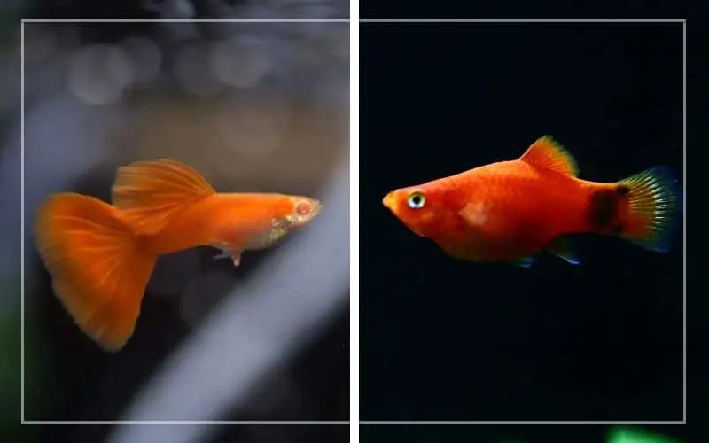 platy fish vs guppy fish