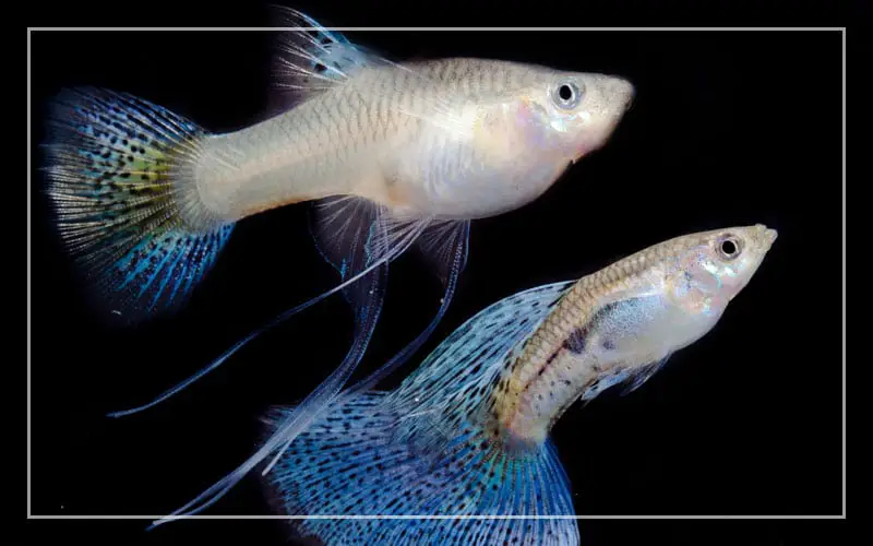 rare guppy breeds