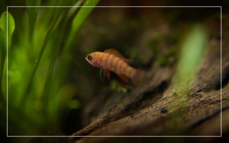 scarlet badis