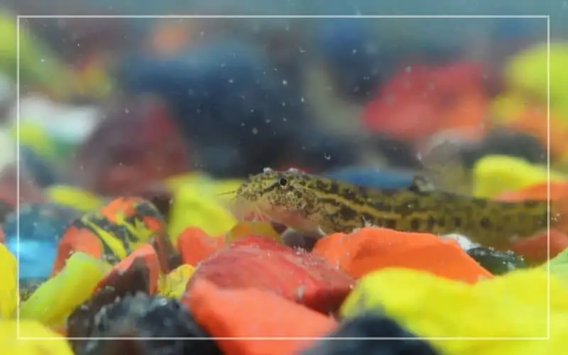 types of loaches