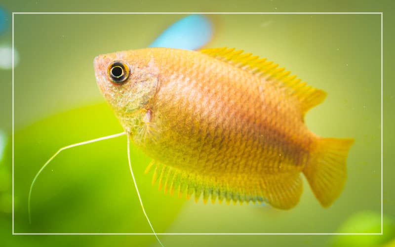 yellow honey gourami