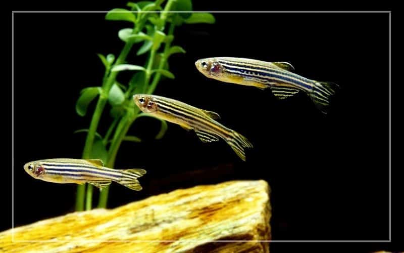 zebra danio health problems treatments