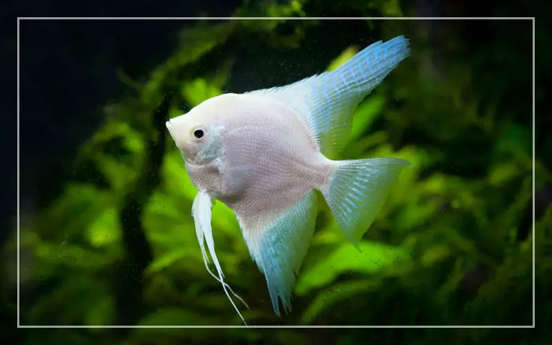 1691976732 554 white angelfish
