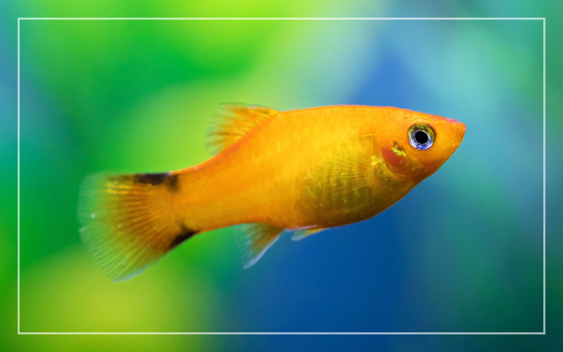 1692072495 790 orange platy fish