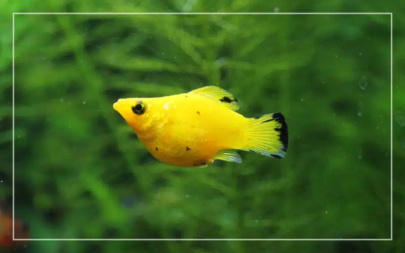 balloon molly fish pregnant