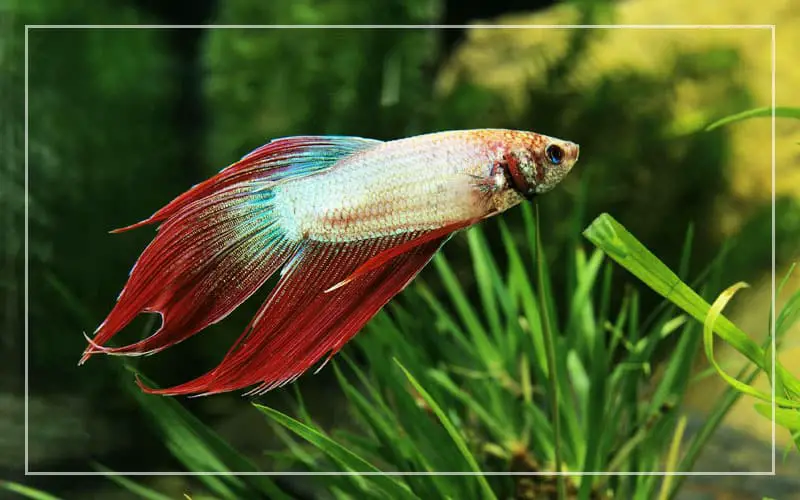 betta fish survive without food
