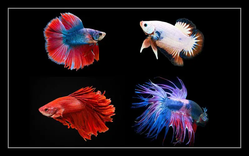 betta fish types