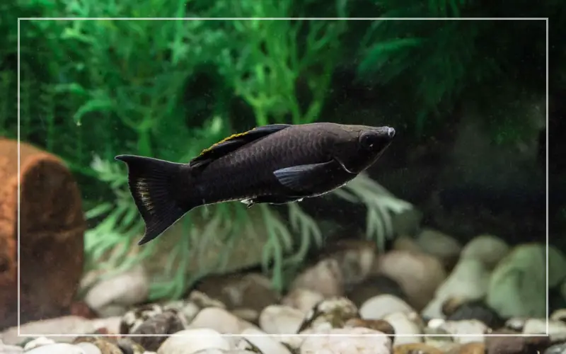 black molly fish
