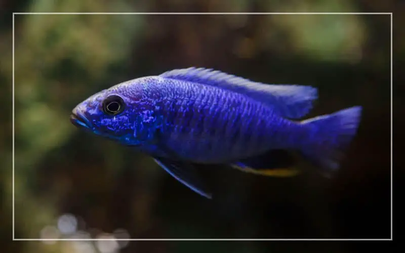 blue freshwater aquarium fish