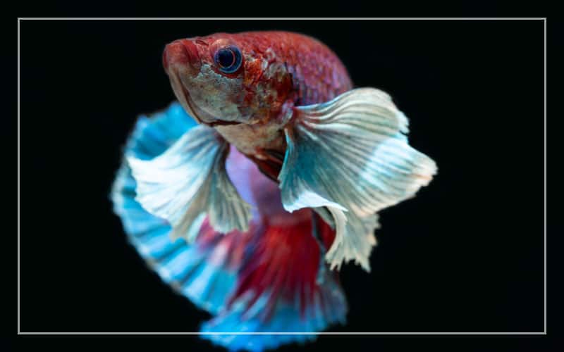 elephant ear betta fish