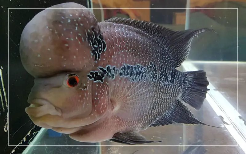 flowerhorn intestine coming out