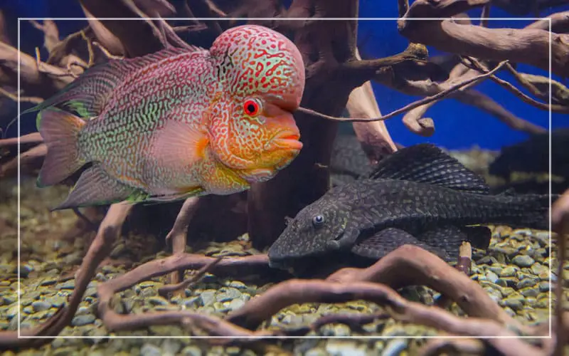 flowerhorn pleco live together