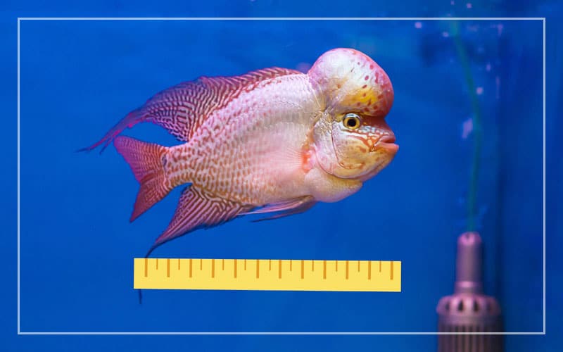 flowerhorn size growth chart