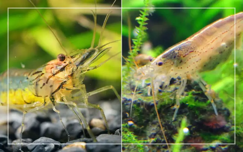 ghost shrimp vs amano shrimp