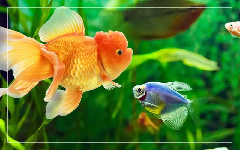 glofish goldfish live together