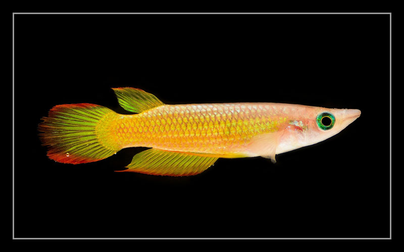 golden wonder killifish