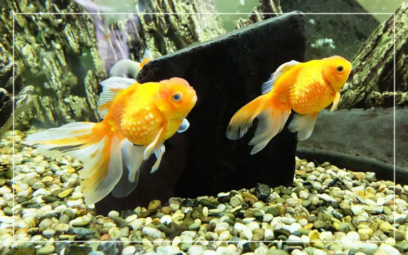 goldfish chasing each other
