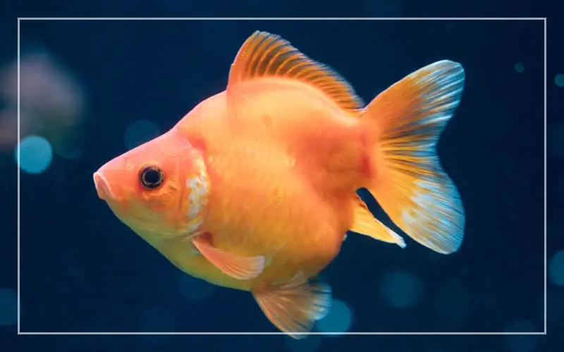 goldfish life