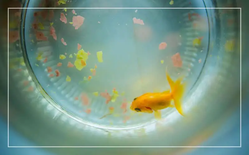 goldfish overfeeding