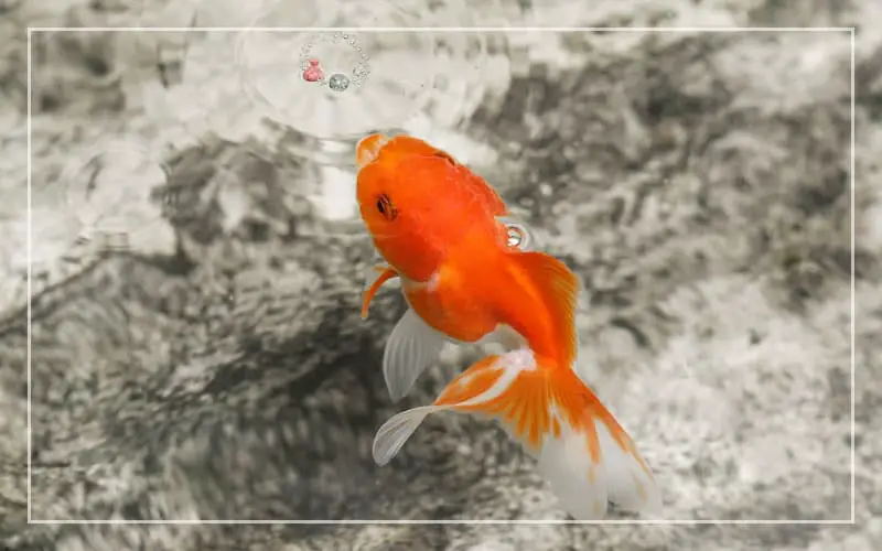 goldfish spitting out food