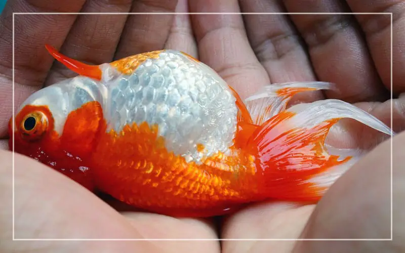 goldfish suddenly die