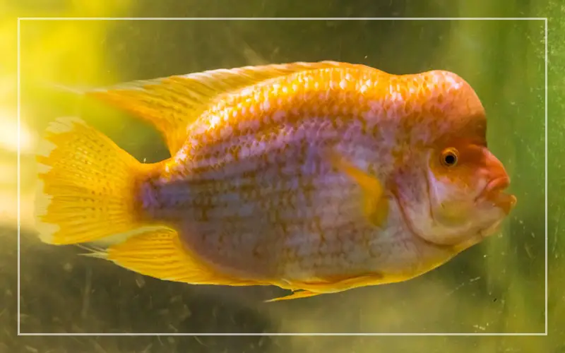 midas cichlid