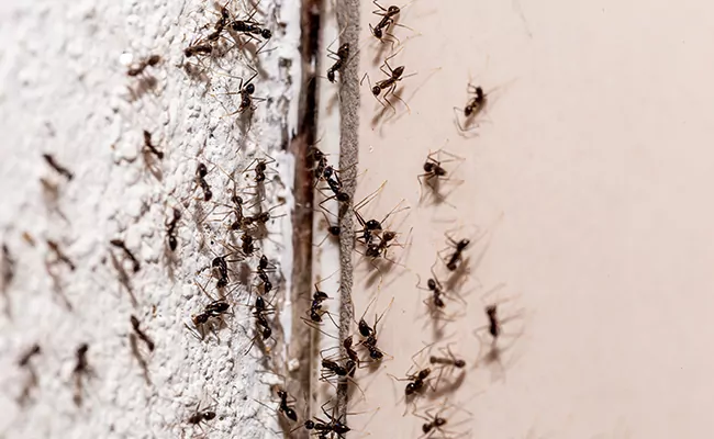 Ameisennest: Wie findet und zerstört man es?