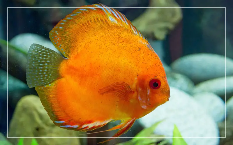 orange discus fish