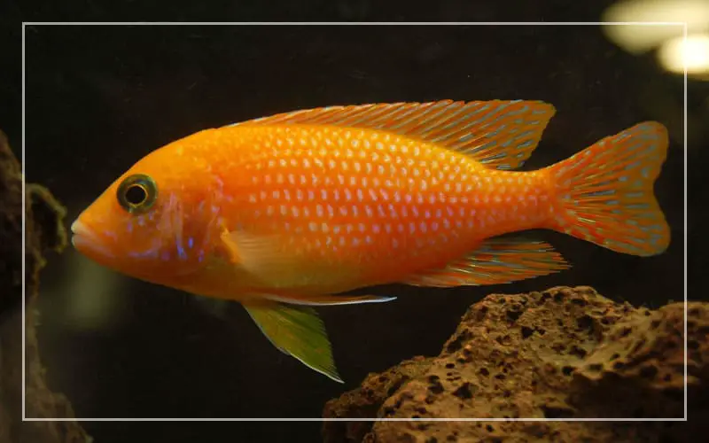 orange freshwater aquarium fish