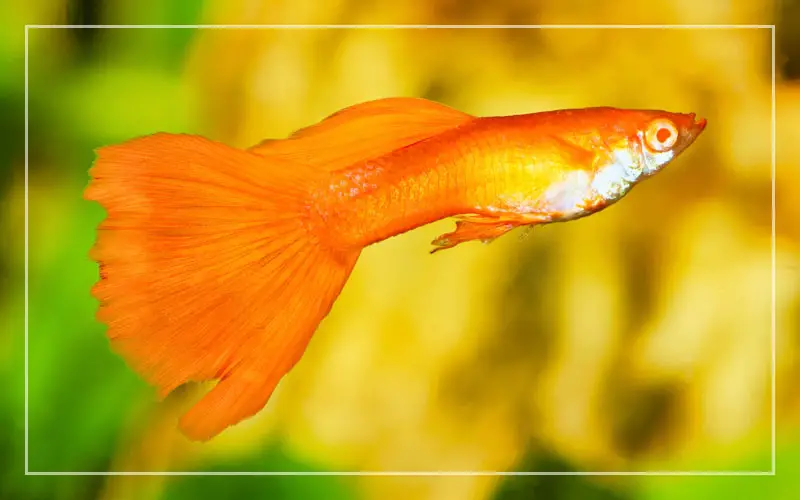 orange guppy fish