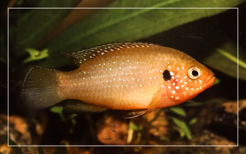 orange jewel cichlid