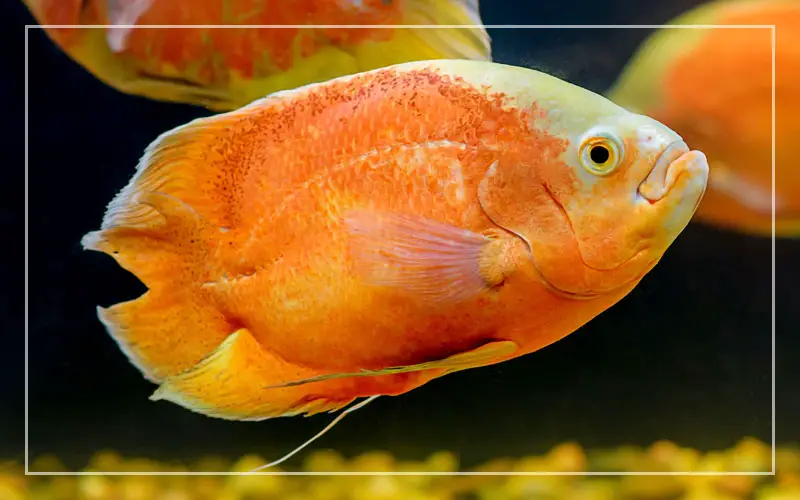 orange oscar fish