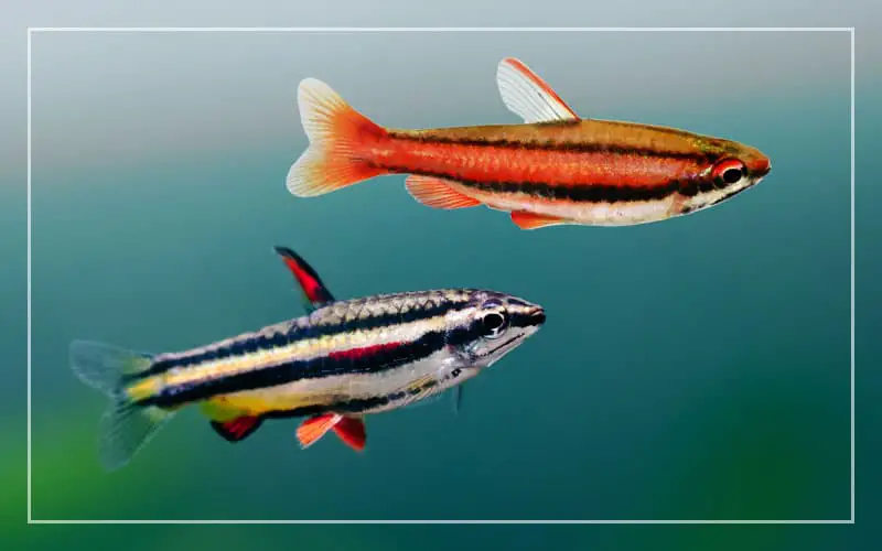 pencil fish types