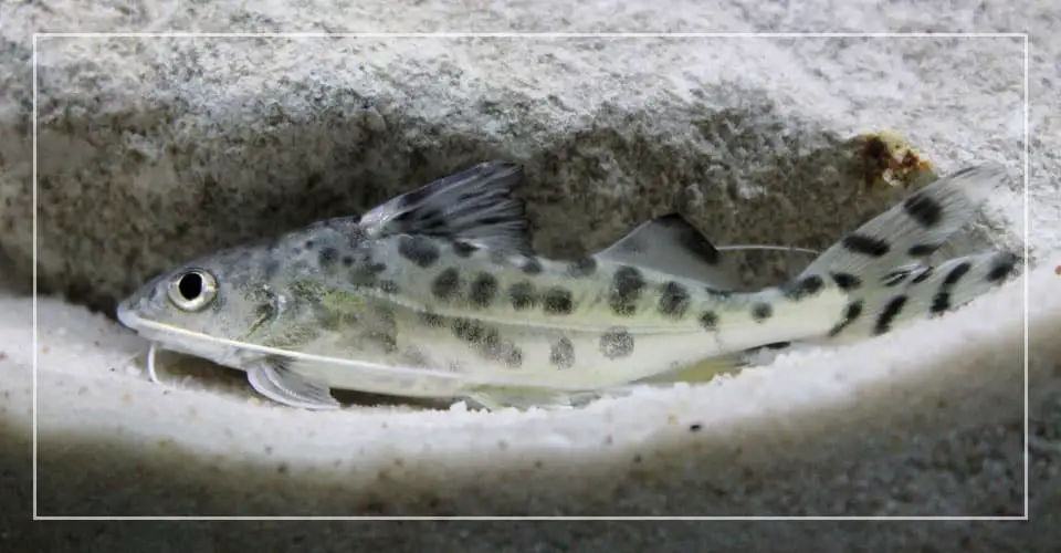 pictus catfish lifespan